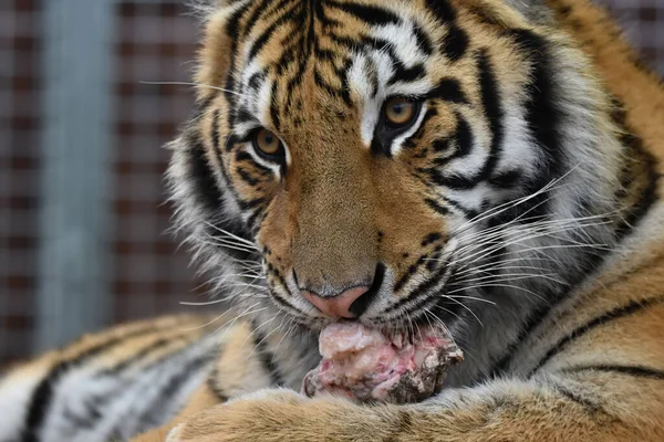 Сибирский Тигр Panthera Tigris — стоковое фото