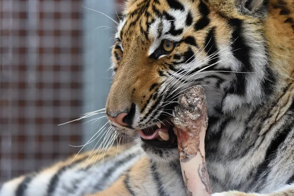 Sibirya Kaplanı Panthera Tigris Tigris — Stok fotoğraf