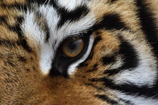 Tigre Siberiano Tigris Tigris Panthera — Fotografia de Stock