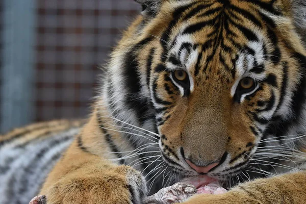 Сибирский Тигр Panthera Tigris — стоковое фото