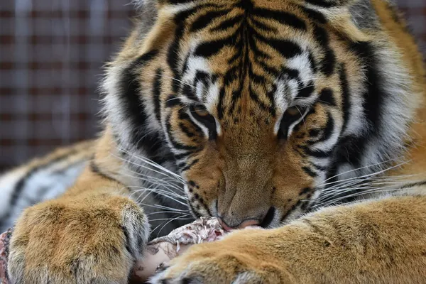 Сибирский Тигр Panthera Tigris — стоковое фото