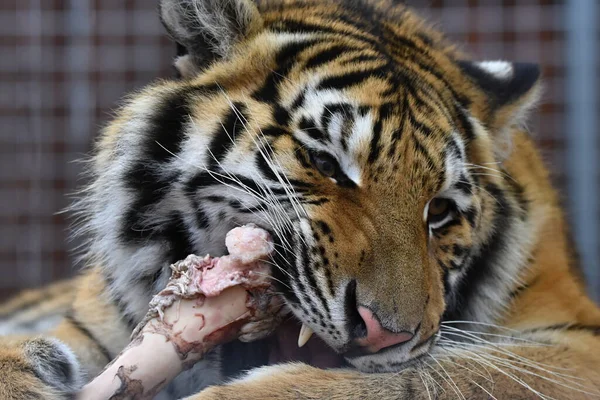 Tigre Sibérie Panthera Tigris Tigris — Photo