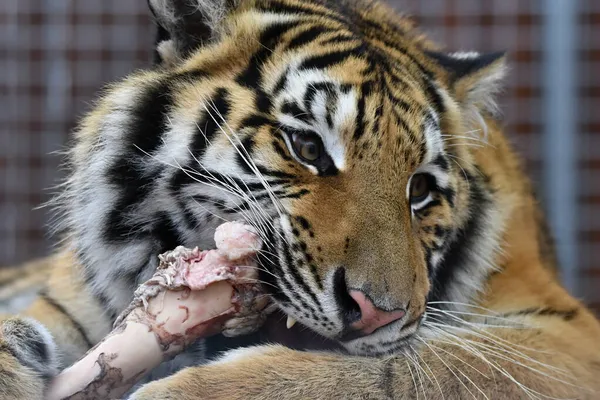 Sibirya Kaplanı Panthera Tigris Tigris — Stok fotoğraf