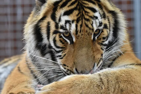 Sibirya Kaplanı Panthera Tigris Tigris — Stok fotoğraf