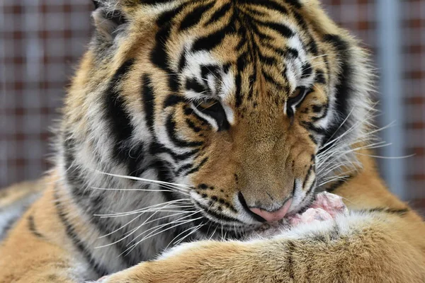 Сибирский Тигр Panthera Tigris — стоковое фото