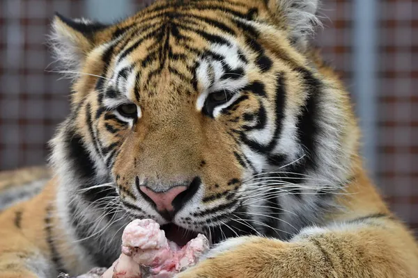 Tigre Sibérie Panthera Tigris Tigris — Photo