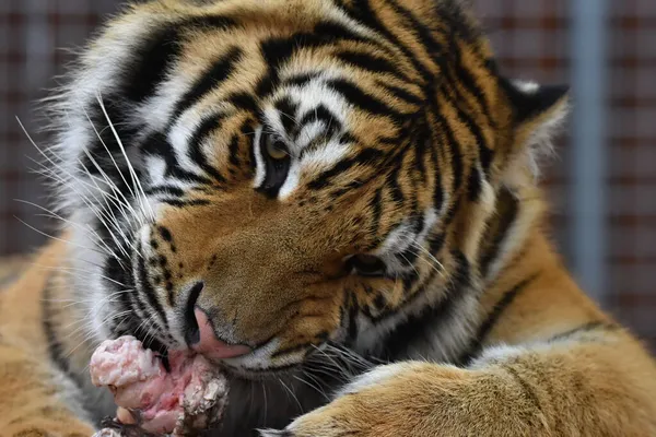 Сибирский Тигр Panthera Tigris — стоковое фото