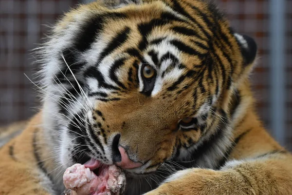 Sibirischer Tiger Panthera Tigris Tigris — Stockfoto