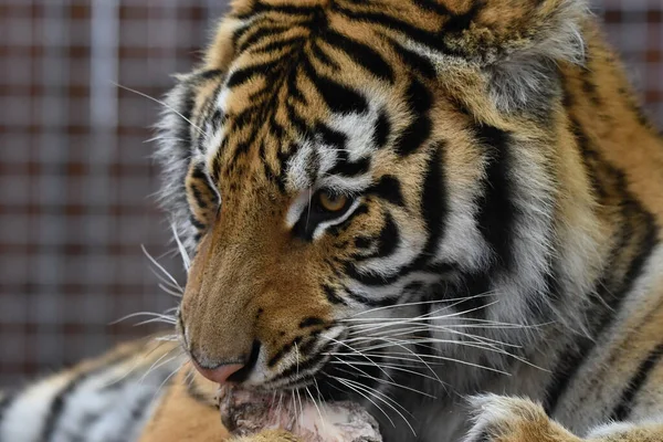 Sibirischer Tiger Panthera Tigris Tigris — Stockfoto