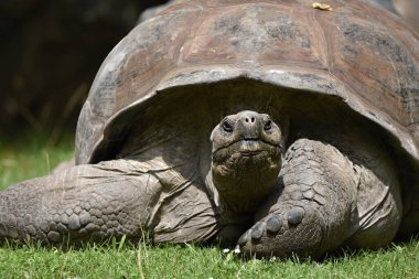 Aldabra dev kaplumbağa, aldabrachelys kızgözü