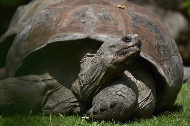 Aldabra dev kaplumbağa, aldabrachelys kızgözü