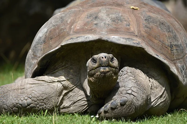 Альдабра Гигантская Черепаха Aldabrachelys Gigantea — стоковое фото