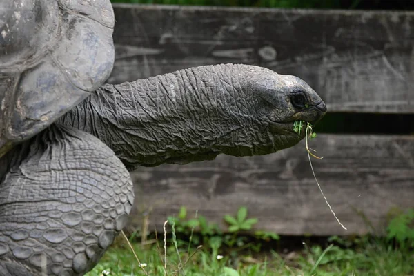Aldabra Tartaruga Gigante Aldabrachelys Gigantea — Foto Stock