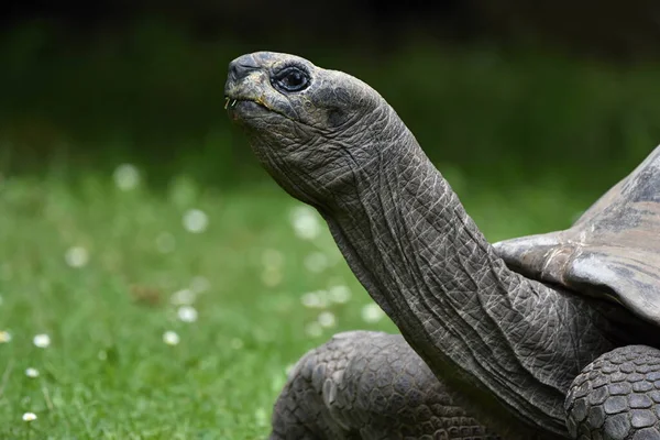 Želva Obrovská Aldabrachelys Obrovský — Stock fotografie