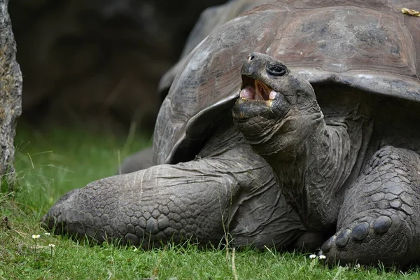 Aldabrachelys Gigantea アルダブラゾウガメ — ストック写真