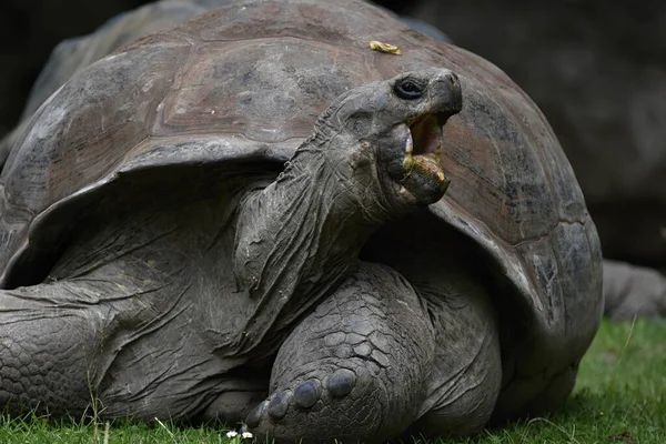Aldabra giant tortoise, Aldabrachelys gigantea