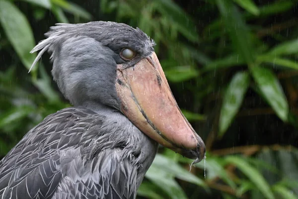 Skovax Balaeniceps Rex Valhaj Valhaj Valnäbb Skostork — Stockfoto