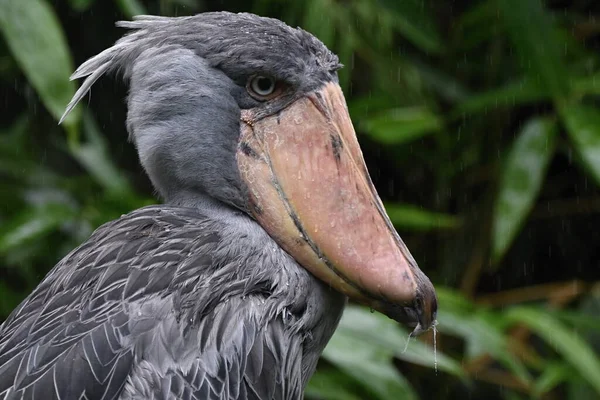 Calzado Balaeniceps Rex Cabeza Ballena Cigüeña Cabeza Ballena Ballena Cigüeña — Foto de Stock