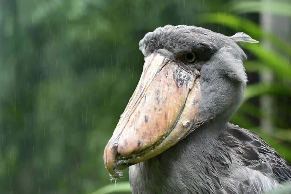 Shoebill Balaeniceps Rex Whalehead Φαλαινοκέφαλος Πελαργός Whalebill Shoebill Stork — Φωτογραφία Αρχείου