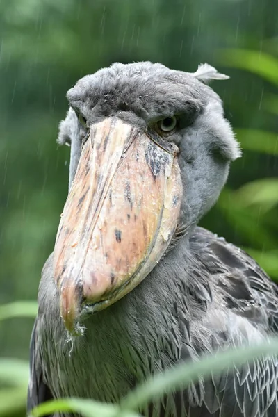 Skovax Balaeniceps Rex Valhaj Valhaj Valnäbb Skostork — Stockfoto