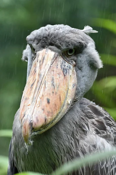 Obuv Balaeniceps Rex Velryba Čáp Velrybí Velrybí Pánev Čáp Mořský — Stock fotografie