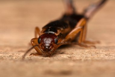 Forficula auricularia, yaygın kulaklık ya da Avrupa kulaklığı