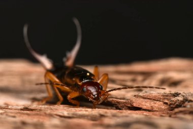 Forficula auricularia, yaygın kulaklık ya da Avrupa kulaklığı