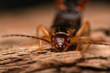 Forficula auricularia, yaygın kulaklık ya da Avrupa kulaklığı