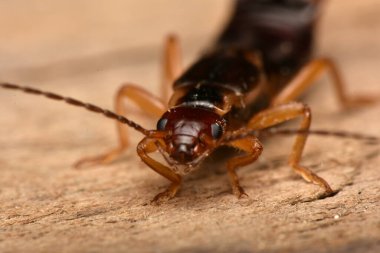 Forficula auricularia, yaygın kulaklık ya da Avrupa kulaklığı