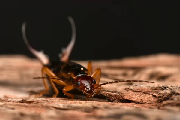 Forficula Auricularia Tímpano Común Tímpano Europeo —  Fotos de Stock