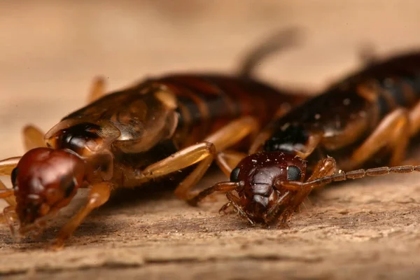 Forficula Auricularia Yaygın Kulaklık Avrupa Kulaklığı — Stok fotoğraf