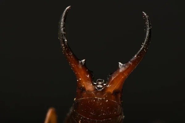 Forficula Auricularia Κοινό Ακουστικό Ευρωπαϊκό Ακουστικό — Φωτογραφία Αρχείου