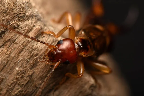 Forficula Auricularia Közös Fülbevaló Vagy Európai Fülbevaló — Stock Fotó