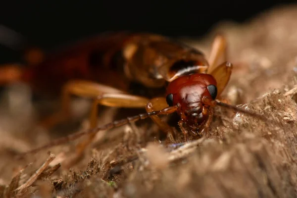 Forficula Auricularia Common Earwig European Earwig — Stockfoto