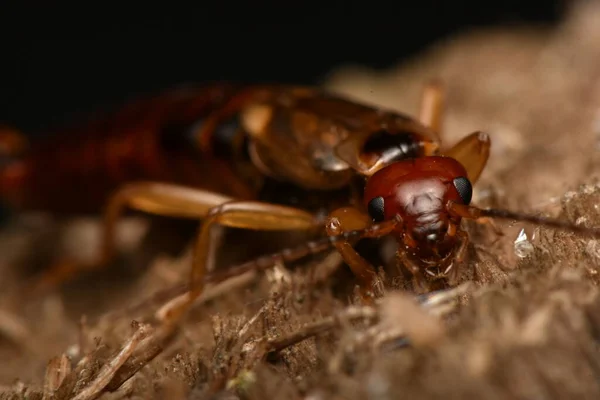 Forficula Auricularia Common Earwig European Earwig — 스톡 사진