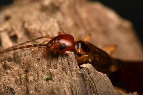 Forficula Auricularia Közös Fülbevaló Vagy Európai Fülbevaló — Stock Fotó