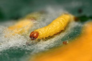 Hint güvesi, Hint güvesi ve Hint yemeği güvesi, Plodia interpunctell