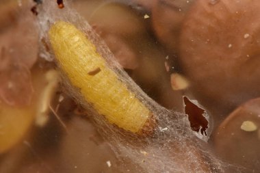 Hint güvesi, Hint güvesi ve Hint yemeği güvesi, Plodia interpunctell