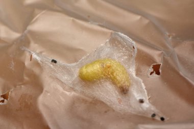 Hint güvesi, Hint güvesi ve Hint yemeği güvesi, Plodia interpunctell