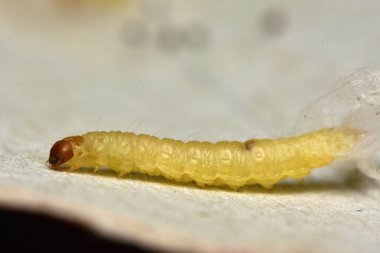 Hint güvesi, Hint güvesi ve Hint yemeği güvesi, Plodia interpunctell