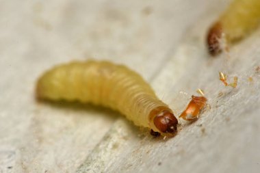 Hint güvesi, Hint güvesi ve Hint yemeği güvesi, Plodia interpunctell