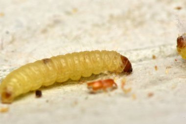 Hint güvesi, Hint güvesi ve Hint yemeği güvesi, Plodia interpunctell