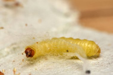 Hint güvesi, Hint güvesi ve Hint yemeği güvesi, Plodia interpunctell