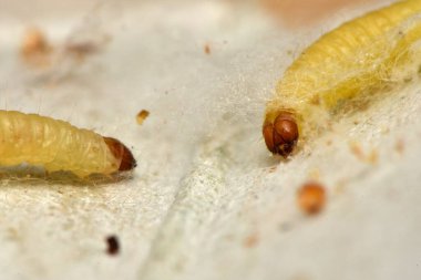 Hint güvesi, Hint güvesi ve Hint yemeği güvesi, Plodia interpunctell