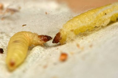 Hint güvesi, Hint güvesi ve Hint yemeği güvesi, Plodia interpunctell