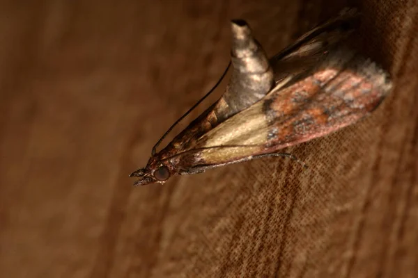 Indianmeal Moth Indian Meal Moth Indian Meal Moth Plodia Interpunctell — Stock Photo, Image