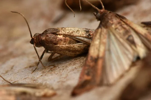 Můra Indická Můra Indická Můra Indická Plodia Interpunctell — Stock fotografie