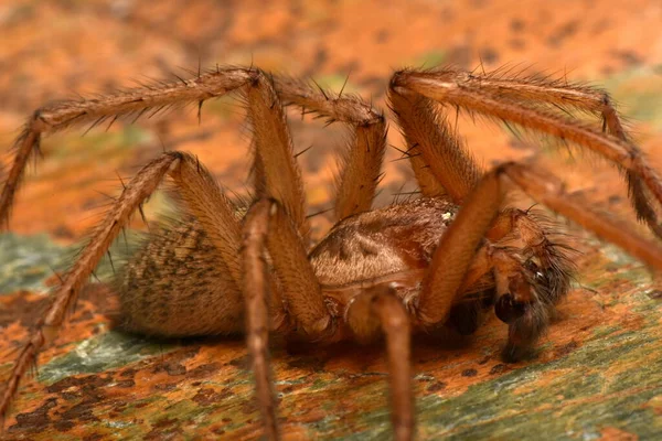 Araña Hobo Eratigena Agrestis —  Fotos de Stock