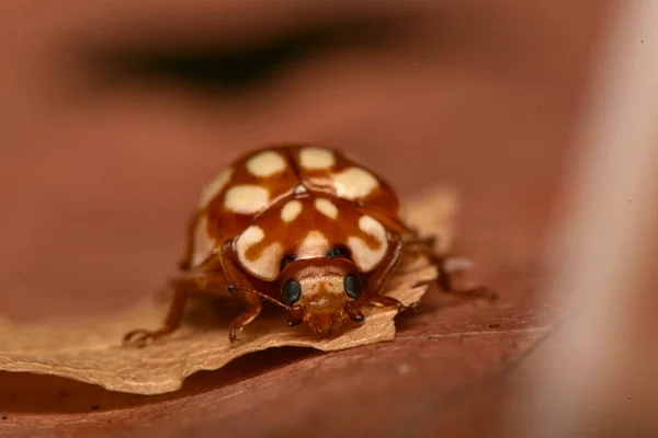 Beetle Ladybird Beetle Chrysomela Vigintipunctata — Stock Photo, Image