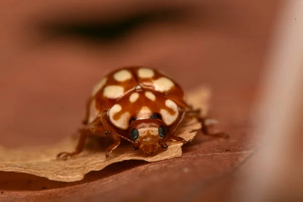 Skalbagge Nyckelpiga Chrysomela Vigintipunctata — Stockfoto